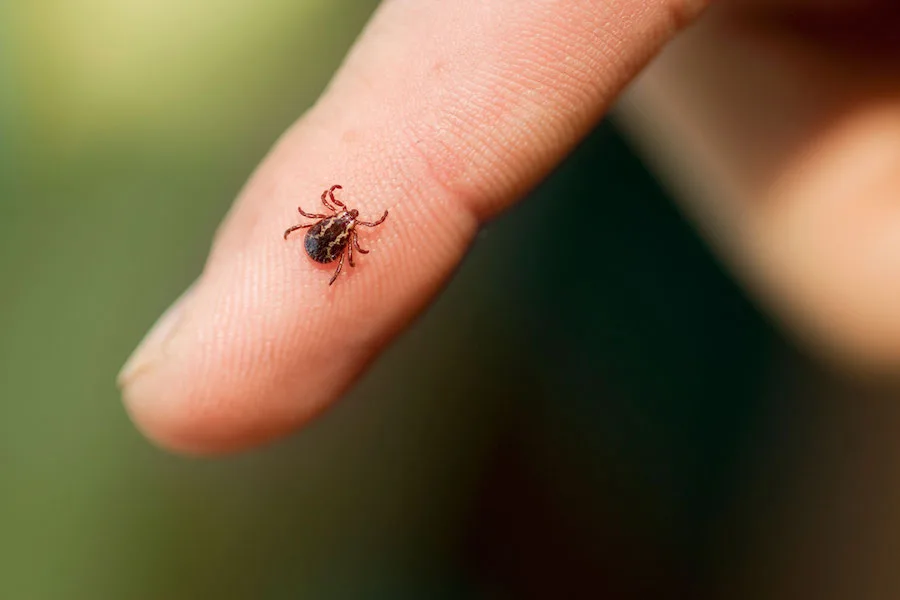 The best safe tick repellents for kids this spring.