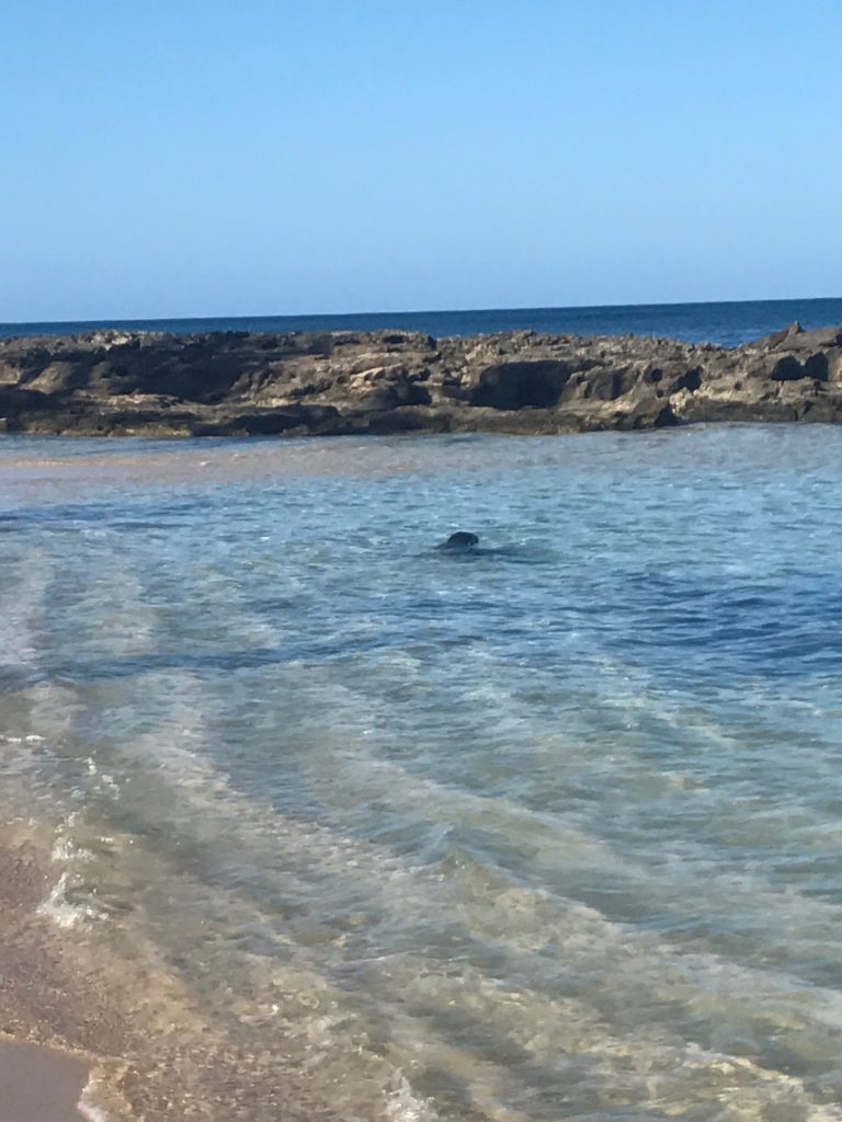 Disney's Aulani review | Beach next door with a seal!