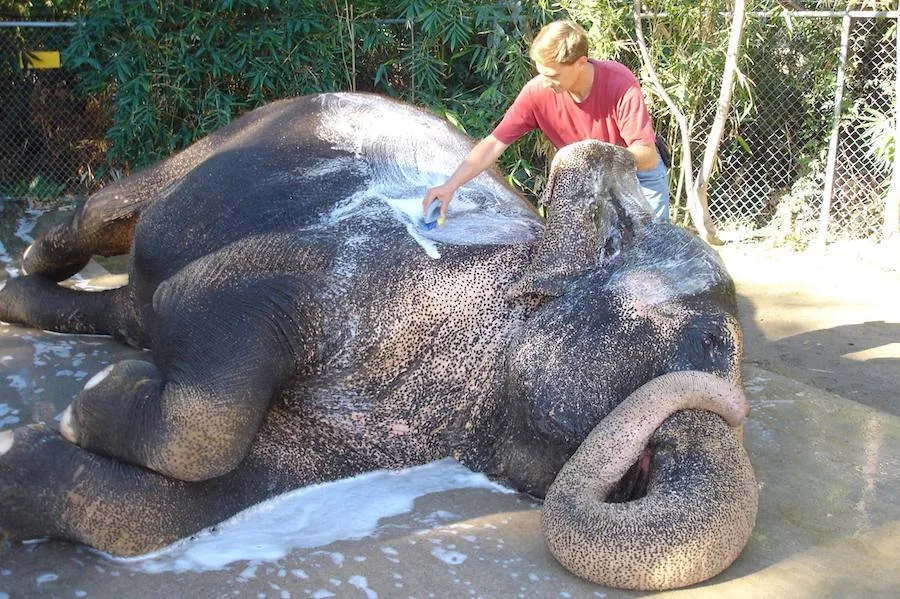 Amazing experience gift ideas for Father's Day (or any big event) like the elephant preserve experience through IfOnly