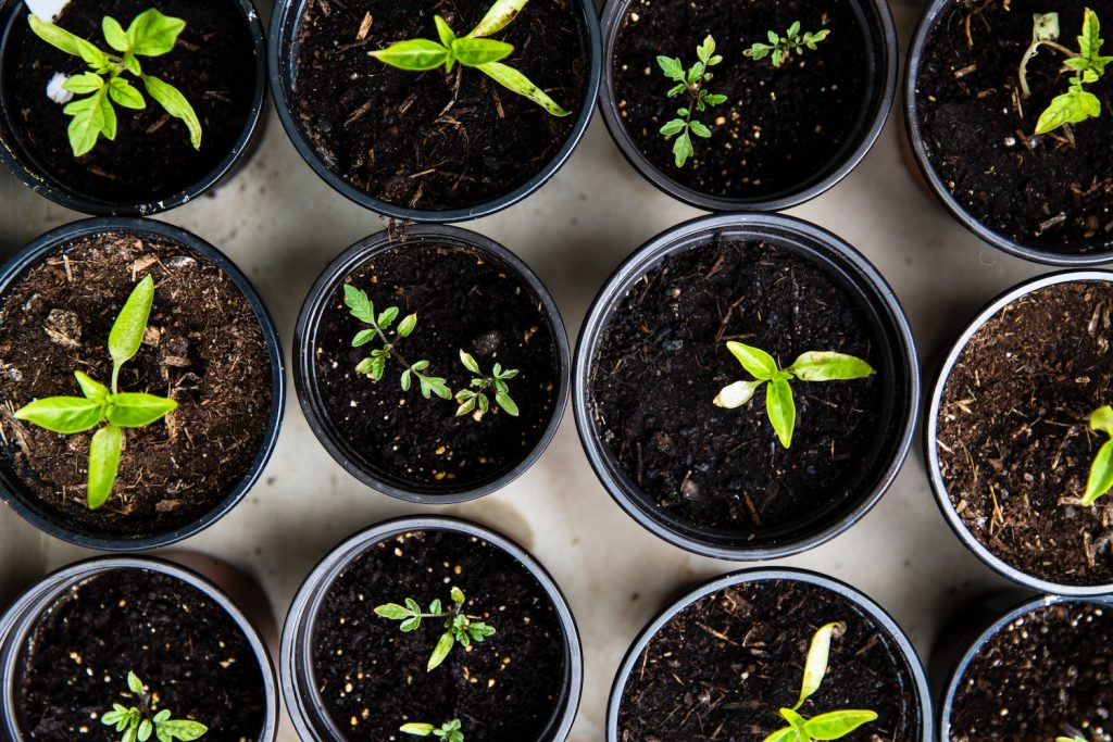 How to make your own starter edible garden as a sweet Mother's Day gift!