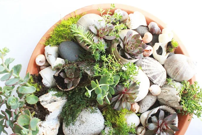 seashell garden