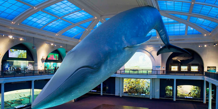 Outrageous birthday party ideas for kids: American Museum of Natural History