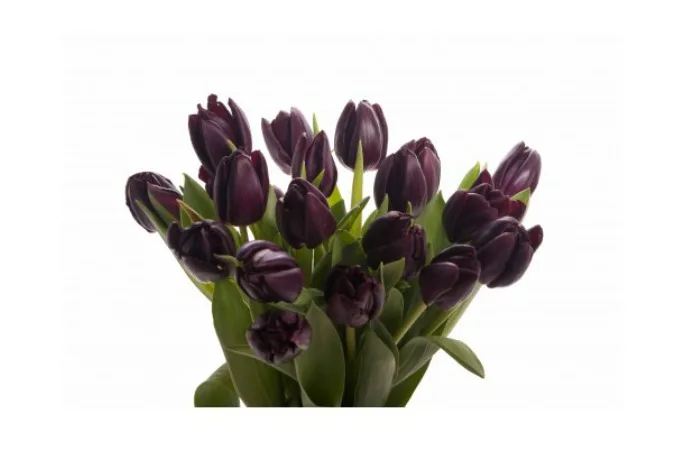 Valentine's Day flowers for single ladies: For those of us who aren't such big fans of the holiday