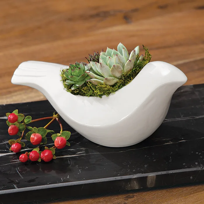 Peace Dove Succulent: Beautiful gift for Christmas, Hanukkah, or New Year from Olive & Cocoa