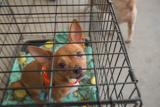 How to help the victims of Hurricane Irma: Donate and volunteer to help pets and animals 