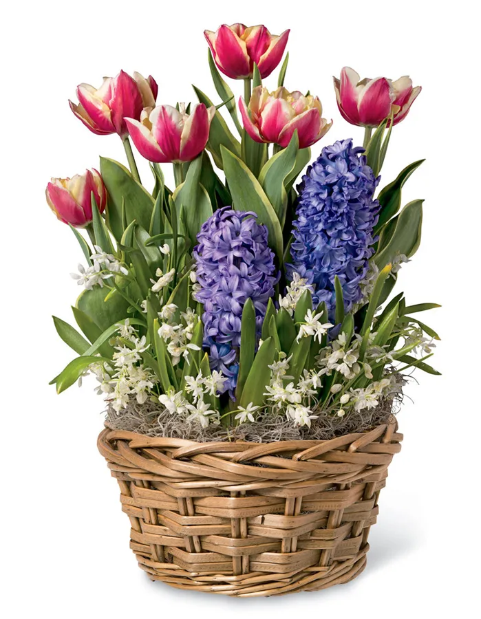 Mother's Day Bouquet Alternatives: Bonsai