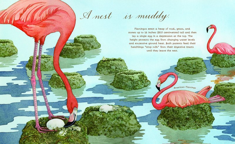 Great books for spring: A Nest is Noisy by Dianna Hutts Aston and Sylvia Long