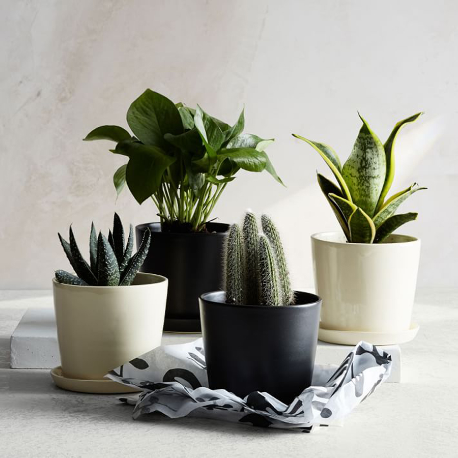 Flower alternatives for Mother's Day: Beautifully potted modern plants from NYC's The Sill via West Elm