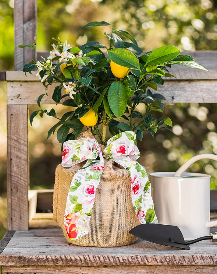 Mother's Day Bouquet Alternatives: Herb Garden
