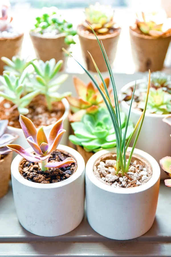 Succulent Studios plants make a bright addition to a room