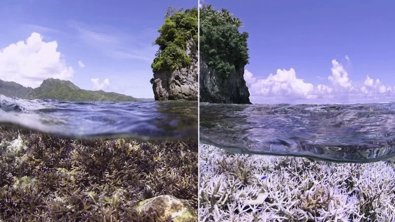 Educational documentaries for kids: Chasing Coral