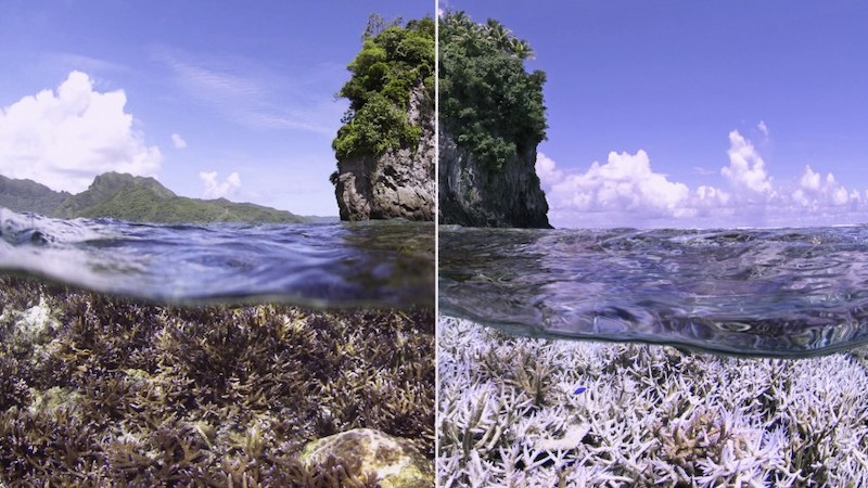 Educational documentaries for kids: Chasing Coral