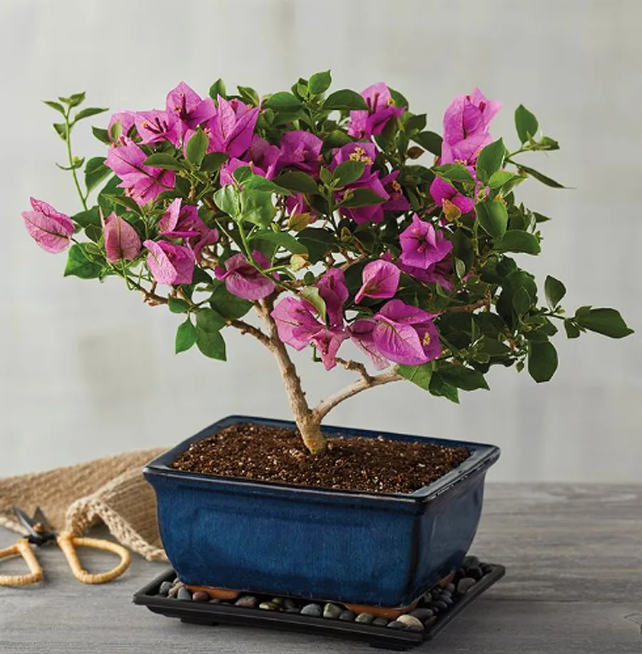 Mother's Day Bouquet Alternatives: AirPlant