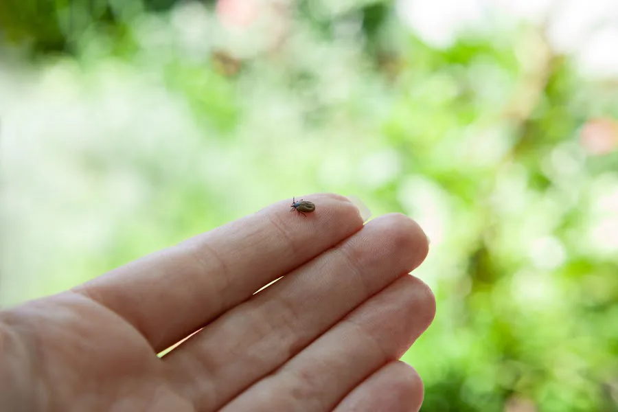 The best tick repellents for kids