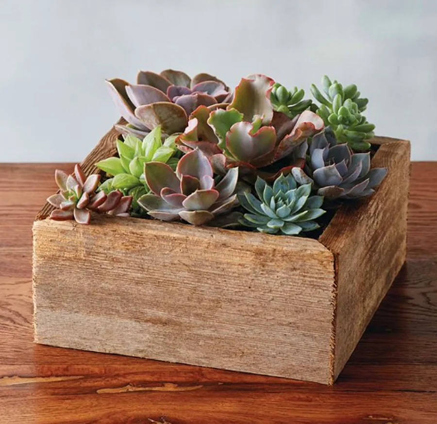 Mother's Day Bouquet Alternatives: Sill Planters