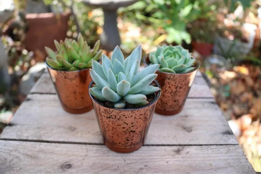 Our perfect pandemic pick-me-up? These 5 awesome Etsy houseplant shops