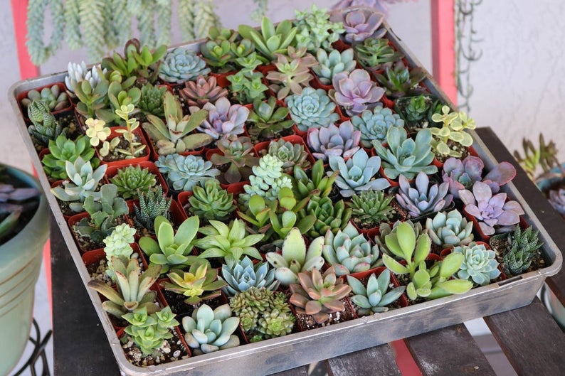 Succulent Source specializes in small succulents for evens, but they're also great for home decor.