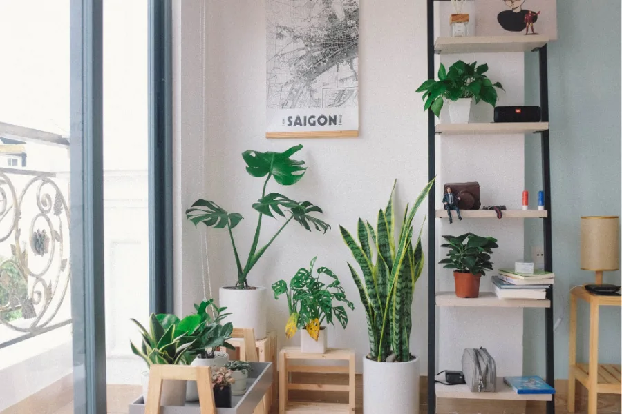 Our perfect pandemic pick-me-up? These 5 awesome Etsy houseplant shops
