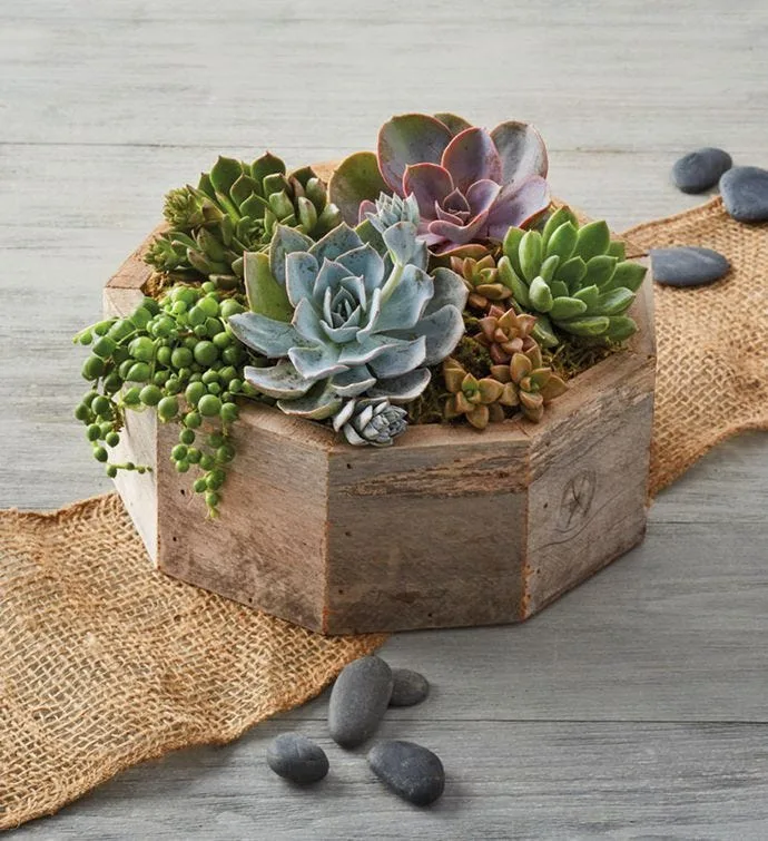 A sweet hanging air plant in a heart for Mother's Day