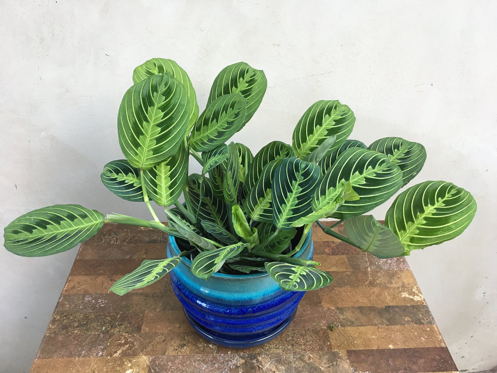 Jaqueline Home Garden is one of the OG Etsy houseplant shops. 