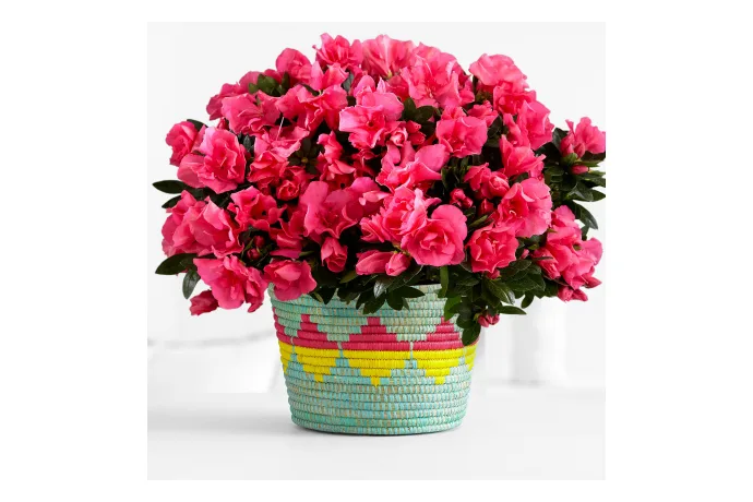 Proflowers is now offering bouquets in vases that help support women artisans in East Africa, and provide school for children in need