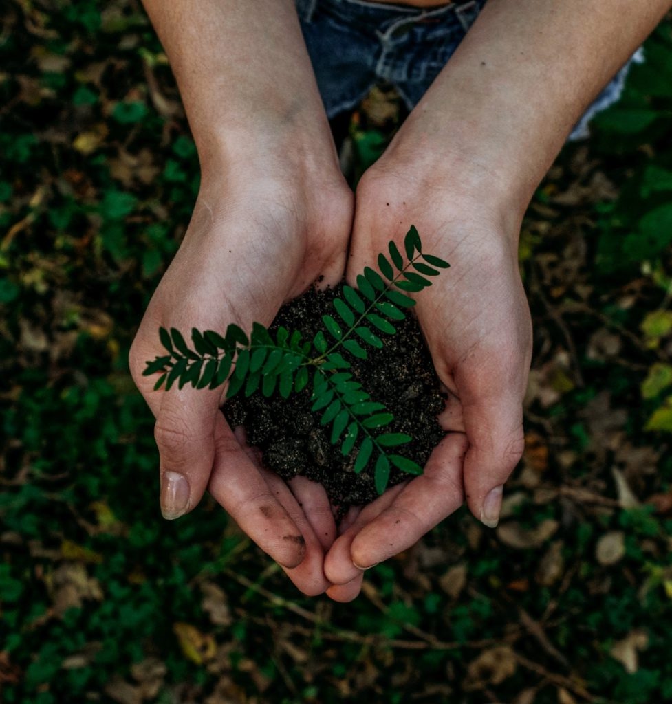 Plant a tree or other actions to take to honor the memory of a loved one, or support a friend who is grieving