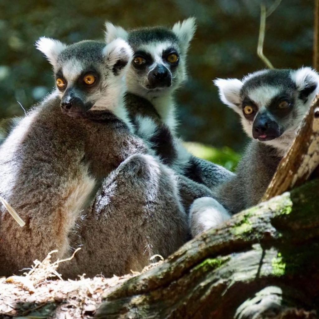 Best things to do with kids in Nashville: The Nashville Zoo is world-class | mompicksprod.wpengine.com